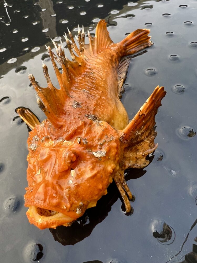  気難しいオレンジの魚 Get stung and find out! Is the deep-sea red ogre 